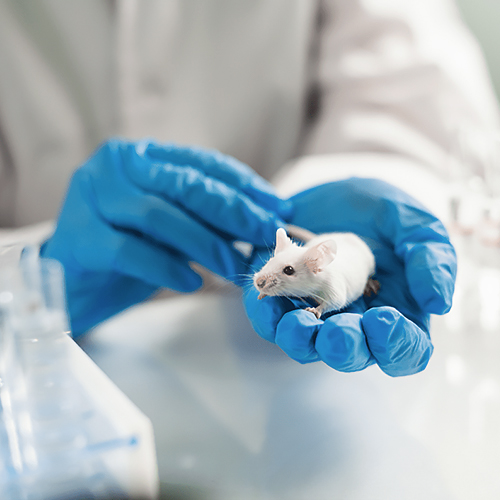 前臨床研究におけるマウス大腸内視鏡の革新的な応用：精密駆動薬物評価と疾患モデルの検証
