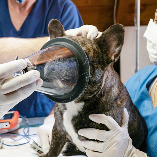 犬を麻酔に備えるための手順は何ですか？