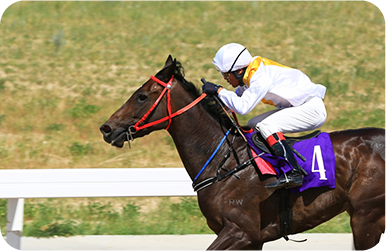 競馬場ソリューション